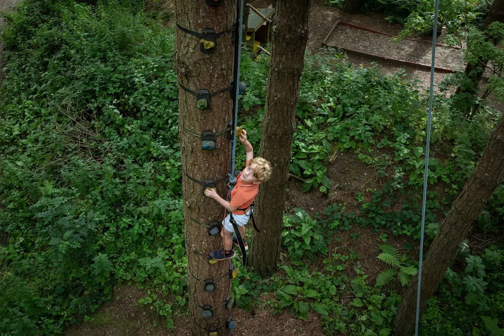 primary school student climbing a tree