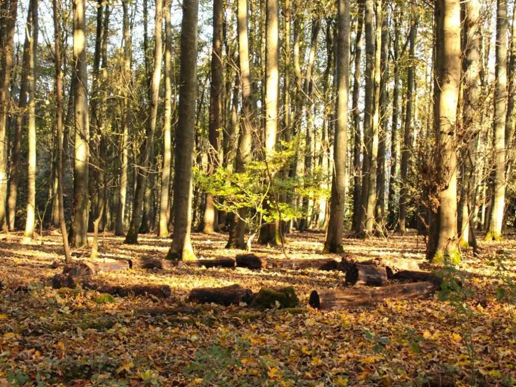 Amersham woods