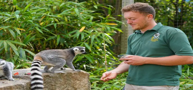zoo instructor feeding ring tailed lemurs