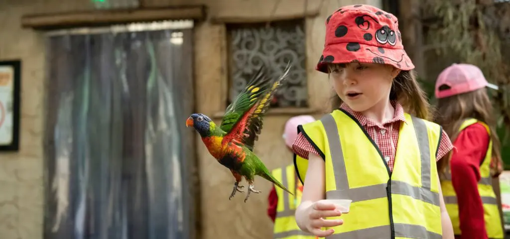 West Midlands Safari Park School Trip 6 school pupil with a parakeet landing on there hand