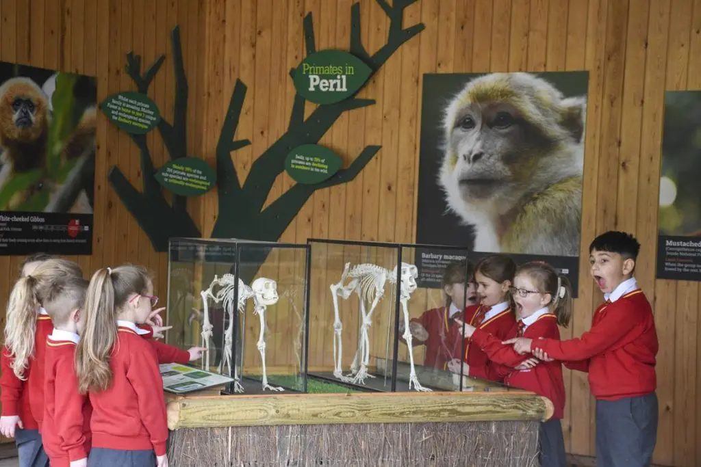school children looking at an exhibit in a conservation room about primates