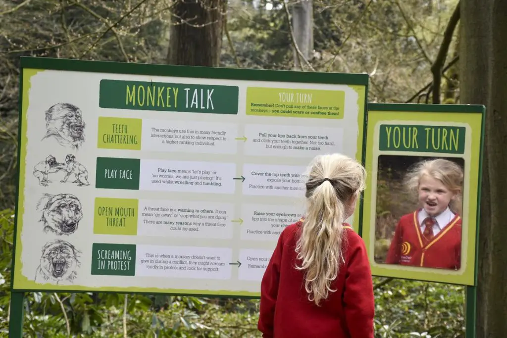school pupil looking at an information sign explaining about Monkey talk and actions