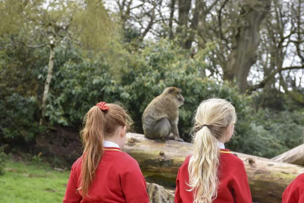 school children looking at a monkey enclosure outside at Trentham Monkey Forest conservation centre
