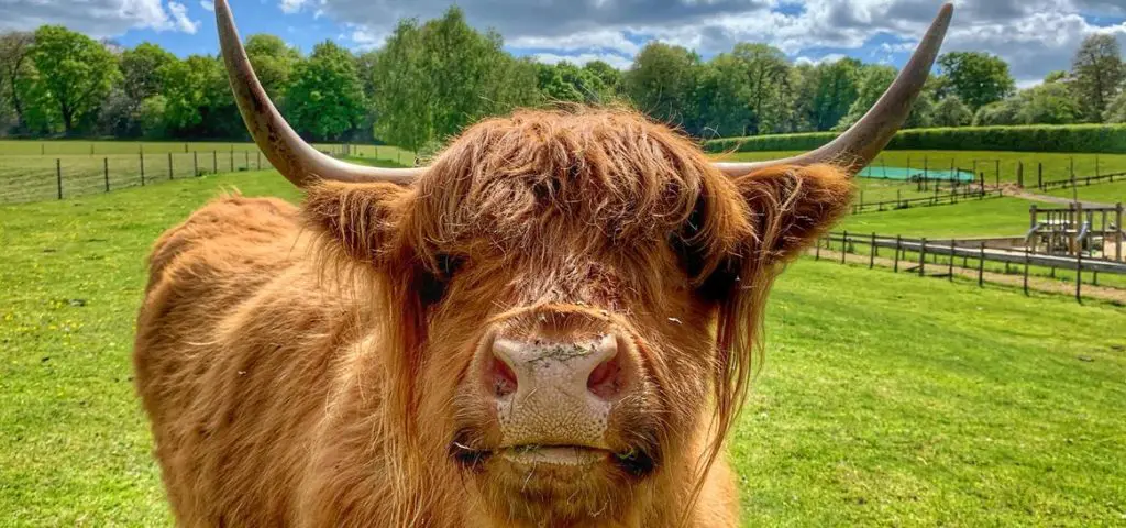 Godstone Farm Surrey 4 image of a hihgland male bull with long hair and horns