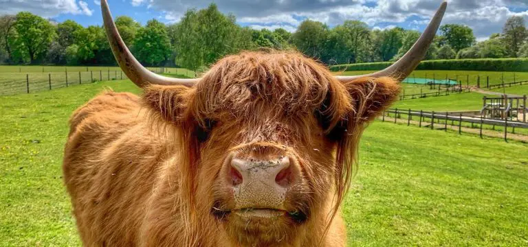 image of a hihgland male bull with long hair and horns