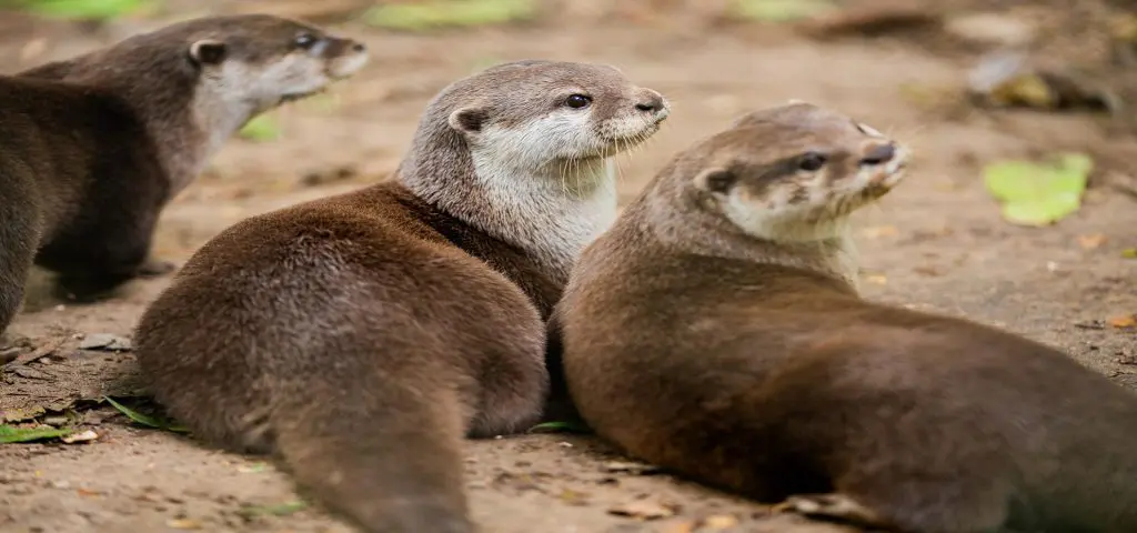 three very cute otters all laying next to each other by a river