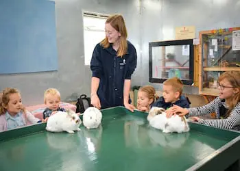 primary school pupils at an indoor class room with instructor and bunnies