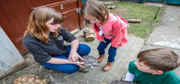 school child looking at tortoise at Hoo Zoo