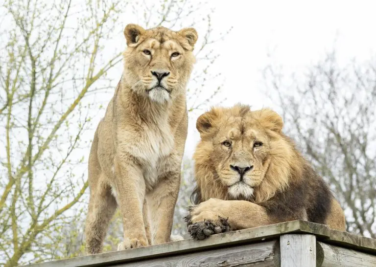 male and female lions on a resting platform at Hertfordshire zoo