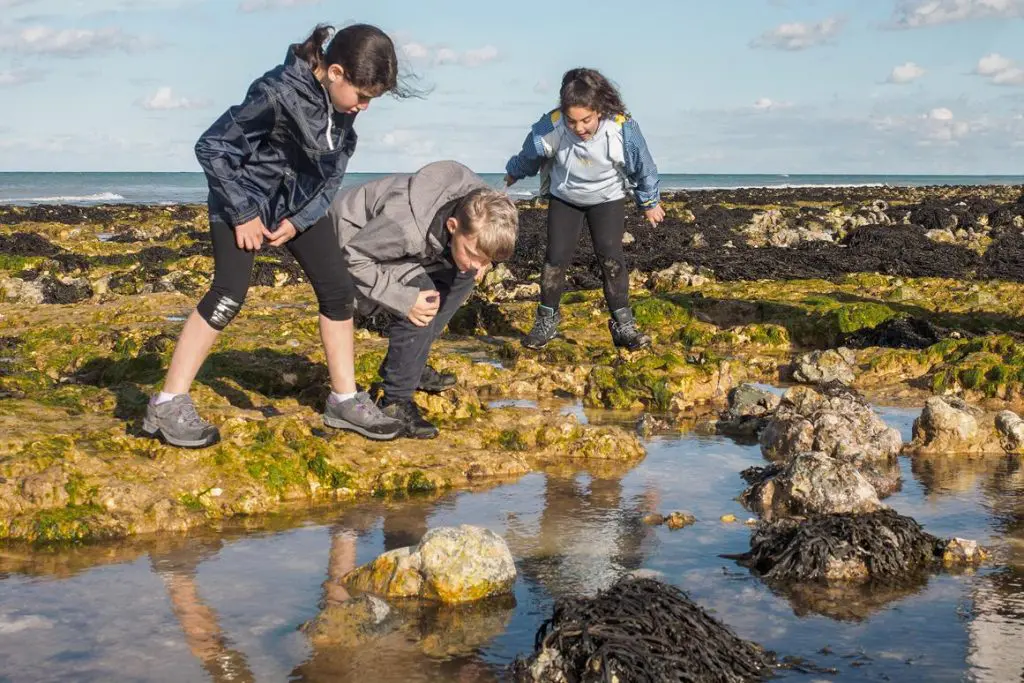 primary pupils looking into rock pools at the seaside