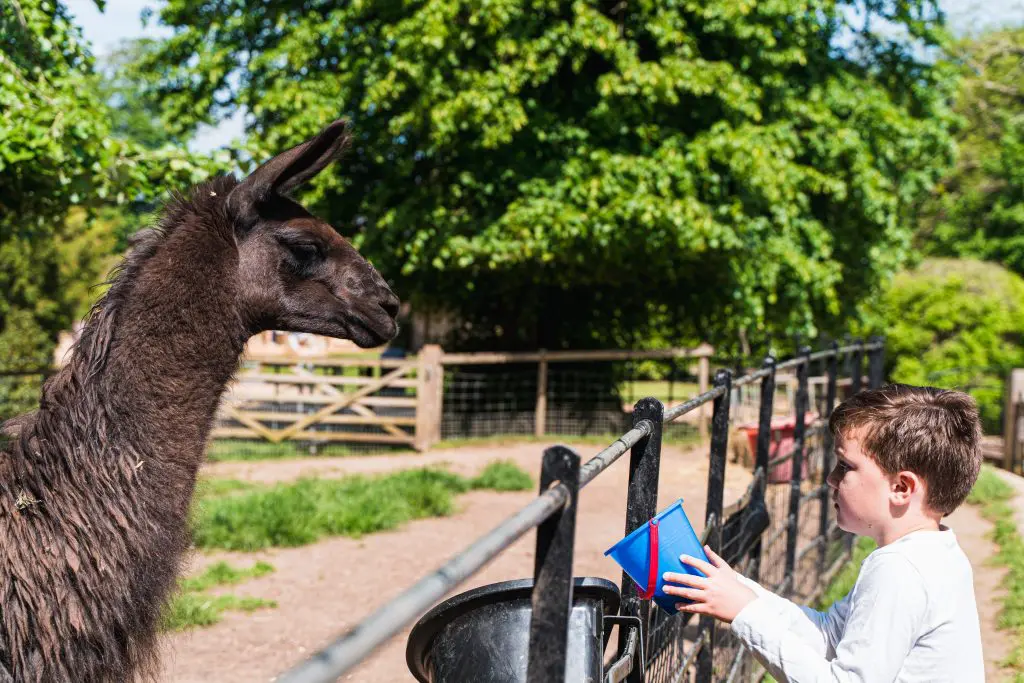 primary school pupil with a small buuket of food feeding a cute adult lama