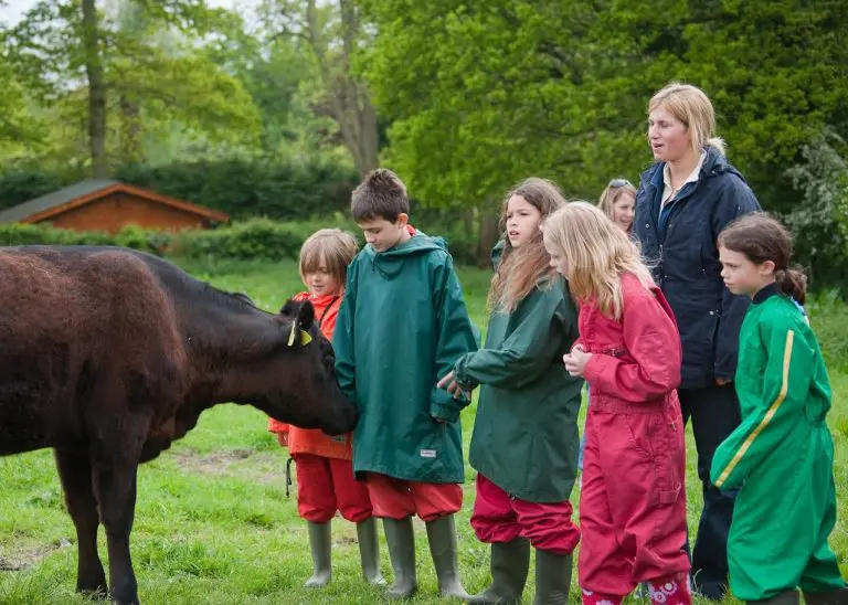 school group and teacher in a farmers field looking at a cow
