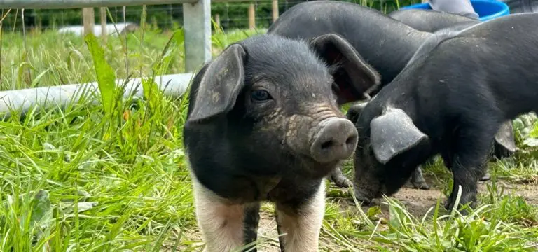 little baby pigs in field