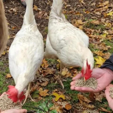 chickens being feed with food by school pupils