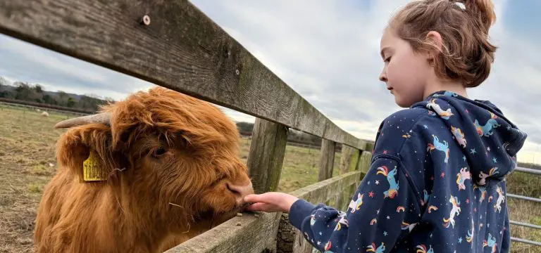 primary school pupil feeding hay to baby cow