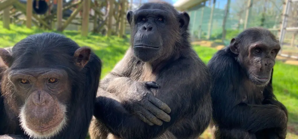 3 chimps sitting next to each other at Monkey World rescue centre