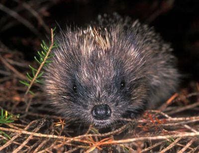 tiny hedge hog under a bush outside