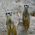two cute meercats in there enclosure standing up