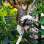 long fur black and white monkey on a rope in its enclosure