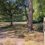 outdoor forest with tress and bushes