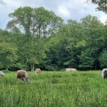 field with high grass and long horned cattle in it