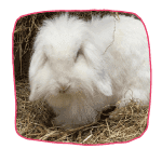 image of a white bunny rabbit