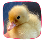 image of a baby duckling at a farm