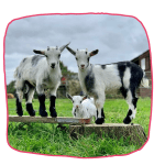 image of three baby goats standing in a field