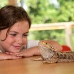 school pupil looking at a large lizard at a Safari park