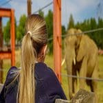 Pupil outside looking at an Elephant at Noahs Ark Farm Zoo on a school trip