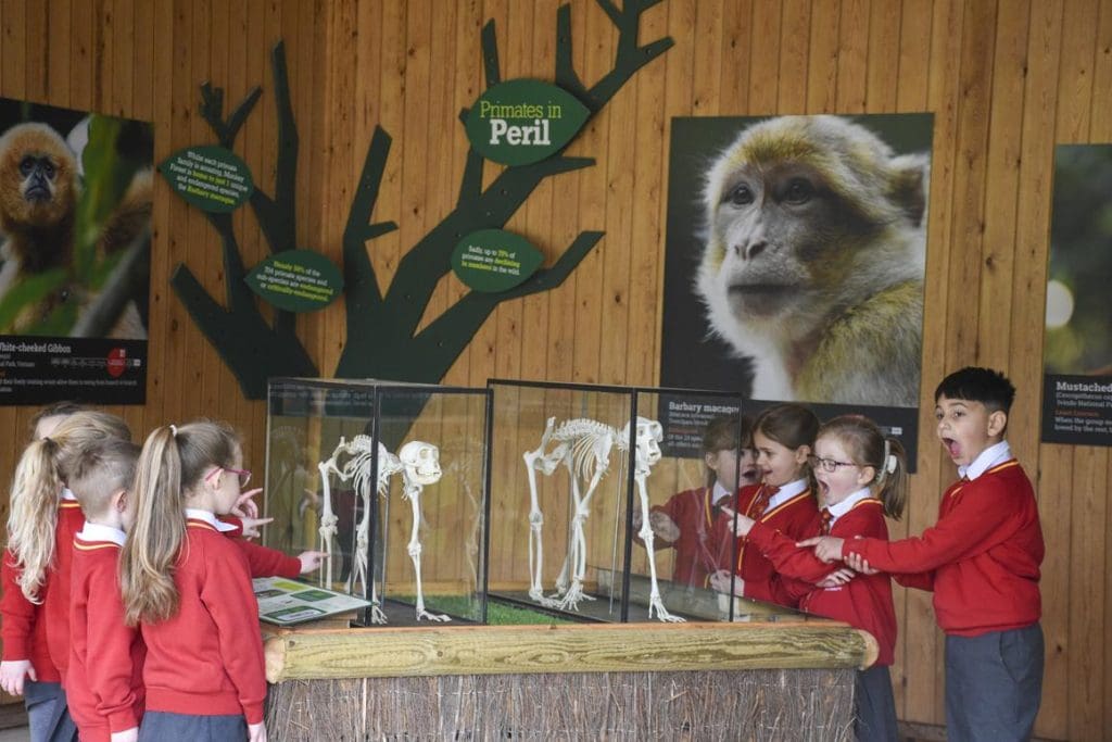 school children looking at an exhibit in a conservation room about primates