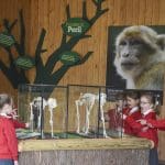 school children looking at an exhibit in a conservation room about primates