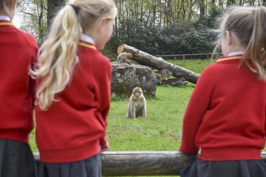school group looking at a group of long haired monkeys in their enclosure
