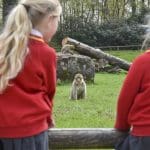school group looking at a group of long haired monkeys in their enclosure