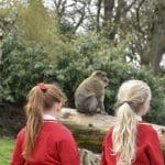 school children looking at a monkey enclosure outside at Trentham Monkey Forest conservation centre