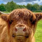 image of a hihgland male bull with long hair and horns