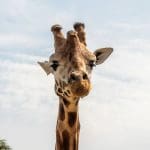 a giraffe at Chessington world
