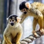 two small monkeys play on a rope