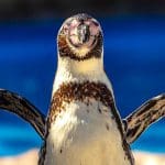 penguin flapping its flippers by the water