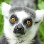 Limur with a furry head and orange eyes looking directly at you