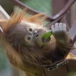 baby orangatan eating and lying on a netted swing