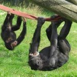 mother and baby black chimps hanging upside down next to each other