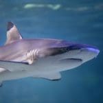 small reef shark swimming in an aquarium