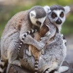 a family of lemurs hugging each other very cutie