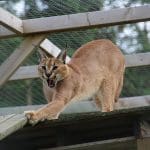 a lynx stretching and clawing at a piece of wood