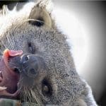a cutie hairy mammal at a zoo licking its face