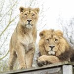 male and female lions on a resting platform at Hertfordshire zoo