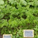 herb garden at 1620s house and garden