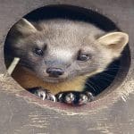 pine martins face popping out of a tree hole
