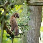 pine martin up a tree walking along a branch